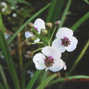 Частуха обыкновенная. (Аlisma platangoaguatica) фото