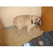 Вязка с кобелем мопса фото