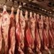 Свинина в молдове, говядина цена в молдове, баранина, крольчатина, конина фото