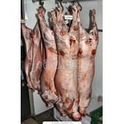Мясо баранины, в неограниченном количестве. Всегда свежее. фото
