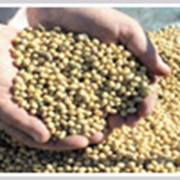 Пшеница фуражная зернобобовые культуры продам в житомирской области