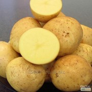 Картофель семенной “ГАЛА“ , “ВЕГА“, раннеспелый, желтый фотография