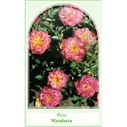 Миниатюрные розы Mandarin
