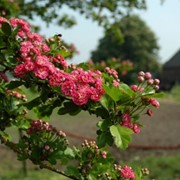 Боярышник Crataegus monogyna Punicea фотография