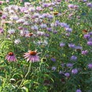 Эхинацея пурпурная (трава) 50г фото