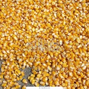 Семена кукурузы Свитанок, Вымпел, Донор