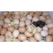 Цыплята суточные и подрощенные домашних пород оптом и в розницу. Возможна доставка. фотография
