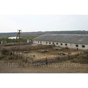 Продажа действующей молочной фермы в Украине фото