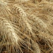 Семена озимой пшеницы Вдала
