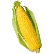 Гибриды кукурузы (семена) фото