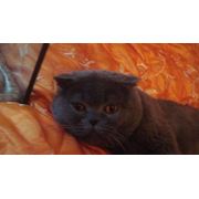 Вязка с вислоухим голубым британским котом Фокс-Берри фото