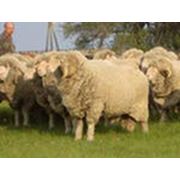 разведение овец в казахстане фото