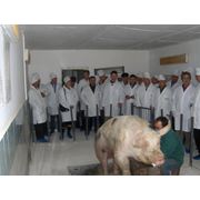 Разведение свиней в Молдове фото