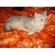 Вязка с британским голубым котом Адамом фото