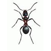 Уничтожение муравьев, Дезинфекция, дезинсекция, дератизация фото
