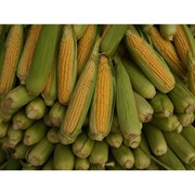 Гибрид кукурузы NS-3033 фото