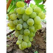 Саженцы винограда Гарольд оптом фото