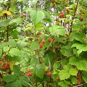 Кущи садовой малины Лесная фото