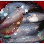 Оптовая продажа кальмаров в Украине и в странах СНГ фото