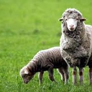 Стадо овец, стада, Сельскохозяйственные животные, Животноводство, Украина, Одесская область, Коминтерновское фото