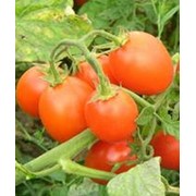 Семена томатов черри 6Пунто7 F1 6Punto7 F1