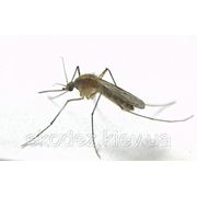 Уничтожение комаров. фотография