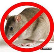 Дератизация - уничтожение грызунов (крыс и мышей)