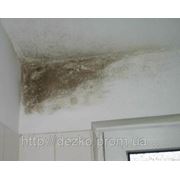 Борьба с грибком на стенах