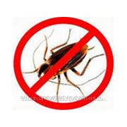 Дезинсекция - уничтожение насекомых (тараканы, муравьи, клопы, блохи, комары, клещи, осы, шершни и пр.) фото