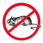 Дератизация-Уничтожение грызунов крыс, мышей фото