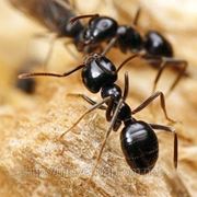 Уничтожение муравьев фотография