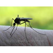Уничтожение комаров фотография