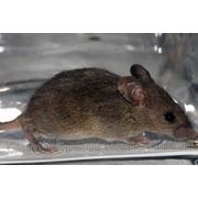 Дератизация, уничтожение грызунов: крыс и мышей
