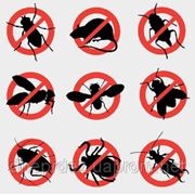 Уничтожение насекомых, борьба с насекомыми. Днепропетровск. фотография