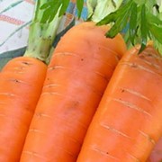 Морковь Сорт Нерак фото