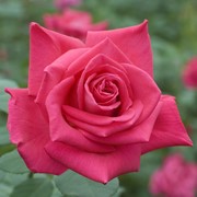 Розы чайно-гибридные, Роза Лолита Лемпика фото