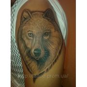 Татуировка волка на руке фото
