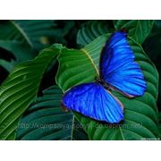 Живые тропические бабочки в подарок фото