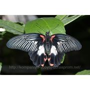 Живые бабочки фото