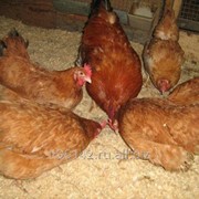 Инкубационные яйца мини мясных кур. фото