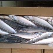 Рыба Скумбрия 300-600 Вестрыбфлот