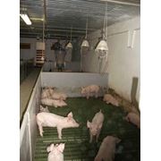 Проект Свинокомплекса на 1200 свиноматок с использованием современных технологий сухого кормления фотография