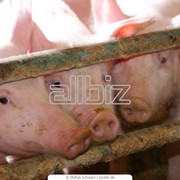 Свиньи мясных пород, свиньи живым весом, свиньи, купить, Украина. фото