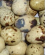 Инкубационное яйцо перепела в Мариуполе