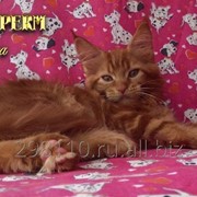 Кошка мейн кун уникального красного окраса - Велессаа. Шоу класс. Питомник фотография