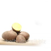 Картофель семенной Родриго 2 репродукции фото