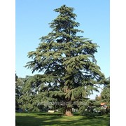 Кедр гималайский Cedrus Deodara 40-60