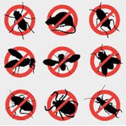 Борьба с комарами Астана Дезинсекция в Астане