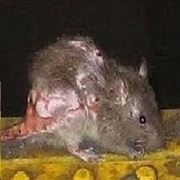 Уничтожение крыс фото