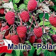 Саженцы малины Полька Полана фото
